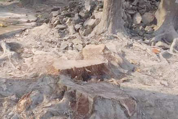 স্কুলের গাছ ও ইট ভাগবাটোয়ারা করে নিলেন প্রধান শিক্ষকসহ ৪ জন 1 image 87115 1583748912