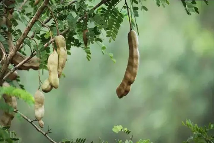 তেঁতুলে ব্লাড প্রেসার, ডায়াবেটিস ও কোষ্ঠকাঠিন্যসহ বহু রোগের সমাধান 1 image 109697 1604854504