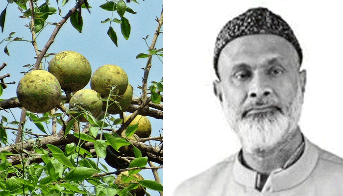 বেল পুষ্টিকর ও উপকারী ফল – ডা. আলমগীর মতি 6 bel dr.alamgir mati swadeshnews24
