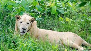 Dulahajara safarri park a singhar mettu