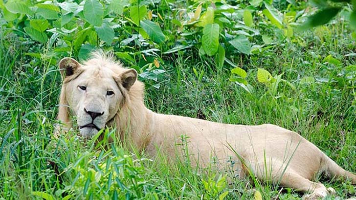 ডুলাহাজারা সাফারি পার্কে সিংহের মৃত্যু 3 Dulahajara safarri park a singhar mettu