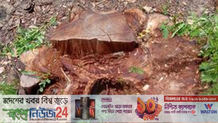 পাউবোর গাছ কেটে ধামাচাপা দেওয়ার চেষ্টা 4 Paubor tree katay damachapar casta