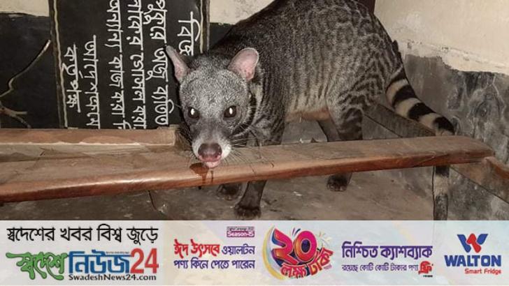 হাটহাজারীতে দেখা মিলল বিরল প্রজাতির বিলুপ্তপ্রায় গর্ভবতী গন্ধগোকুলের! 7 hathajaretay dakha millo pojapoter belupto parai gondogokular
