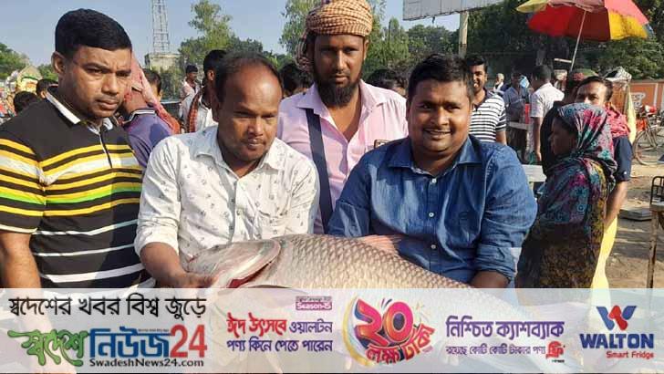 ২১ কেজির পদ্মার কাতল ২৮ হাজার টাকায় বিক্রি 1 21 kg podmar katol 28 hajer tk bikre