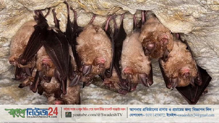 চীনে বাদুড়ের শরীরে করোনার মতো ভাইরাস 10 china badur swadeshnews