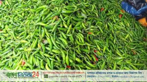 kacha morich
