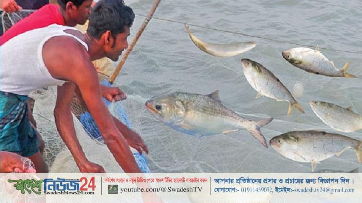 ২২ দিন ইলিশ ধরা নিষিদ্ধ 15 ilish