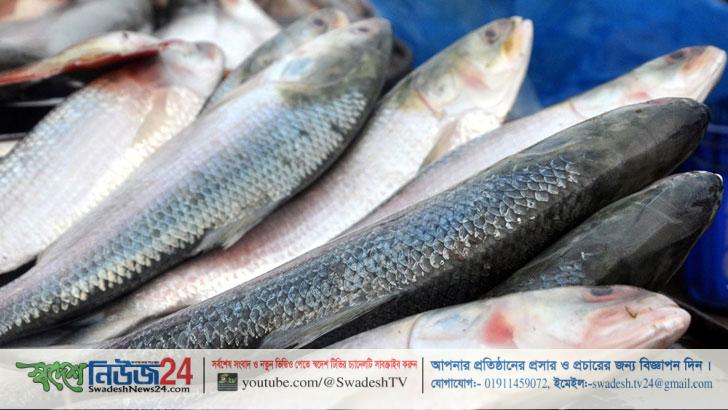 ভারতে ৩৯৫০ টন ইলিশ রপ্তানির অনুমোদন 11 ilish2