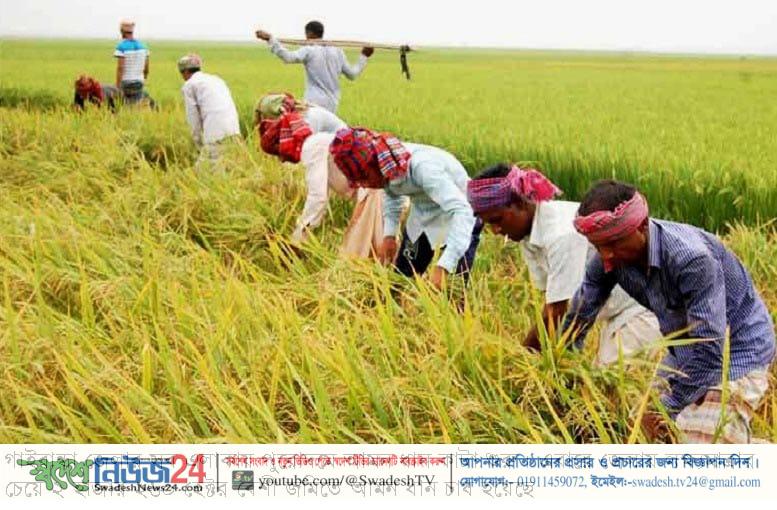 গাইবান্ধায় পুরোদমে আমন ধান কাটা শুরু 9 dhan kata gaibandha