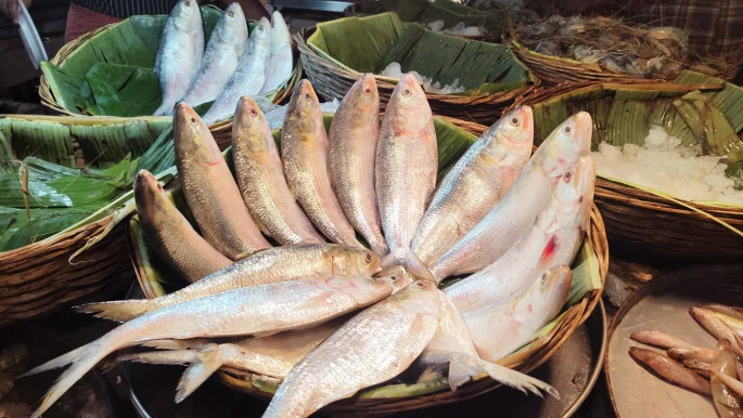 hilsa latest india bangladesh